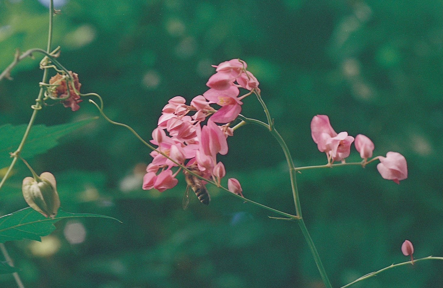 Honeybee on coral vine blossom