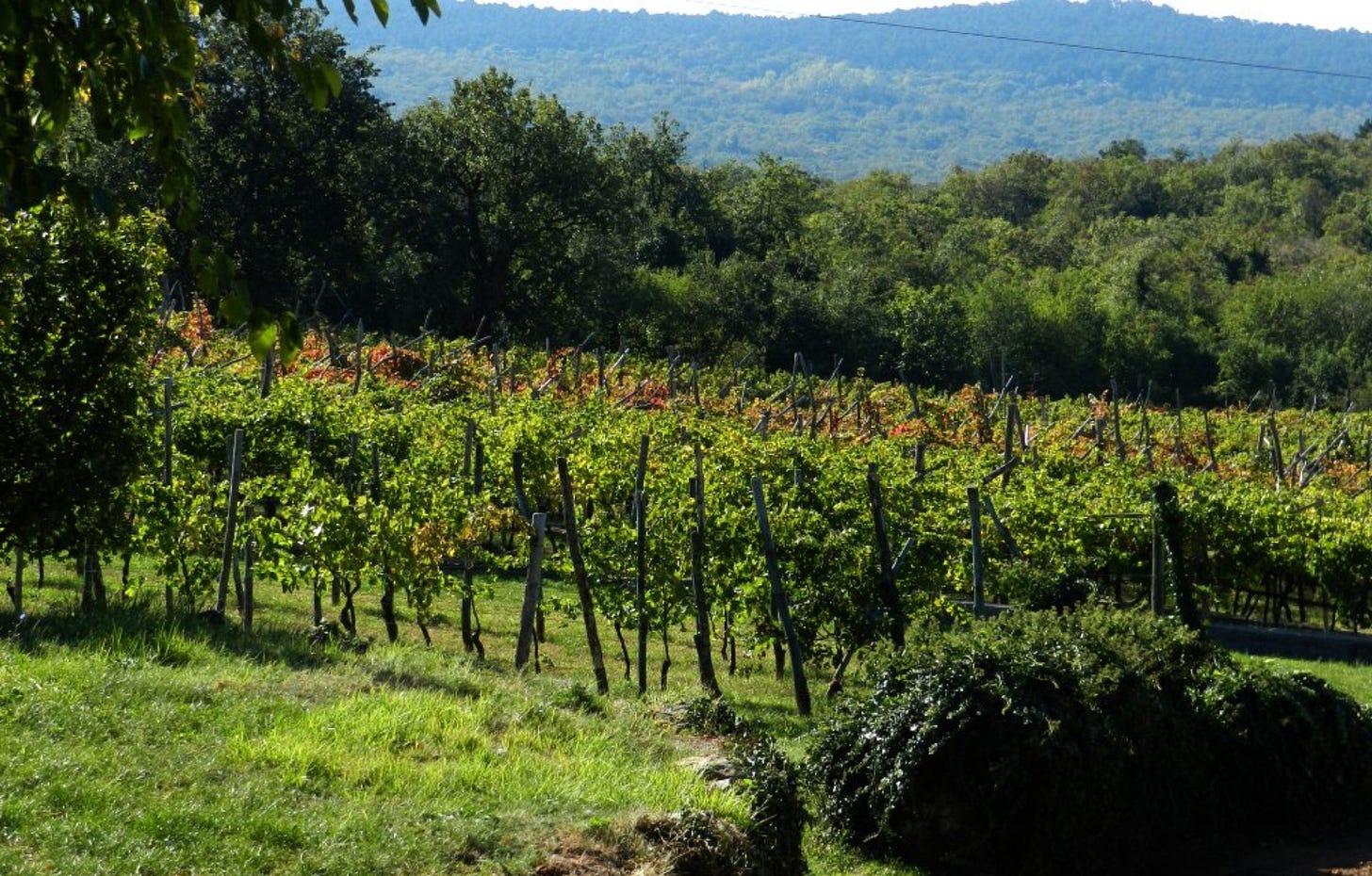 Skerk vineyards in Friuli Carso. Photo: Simon J Woolf Skerk vineyards in Friuli Carso. Photo: Simon J Woolf
