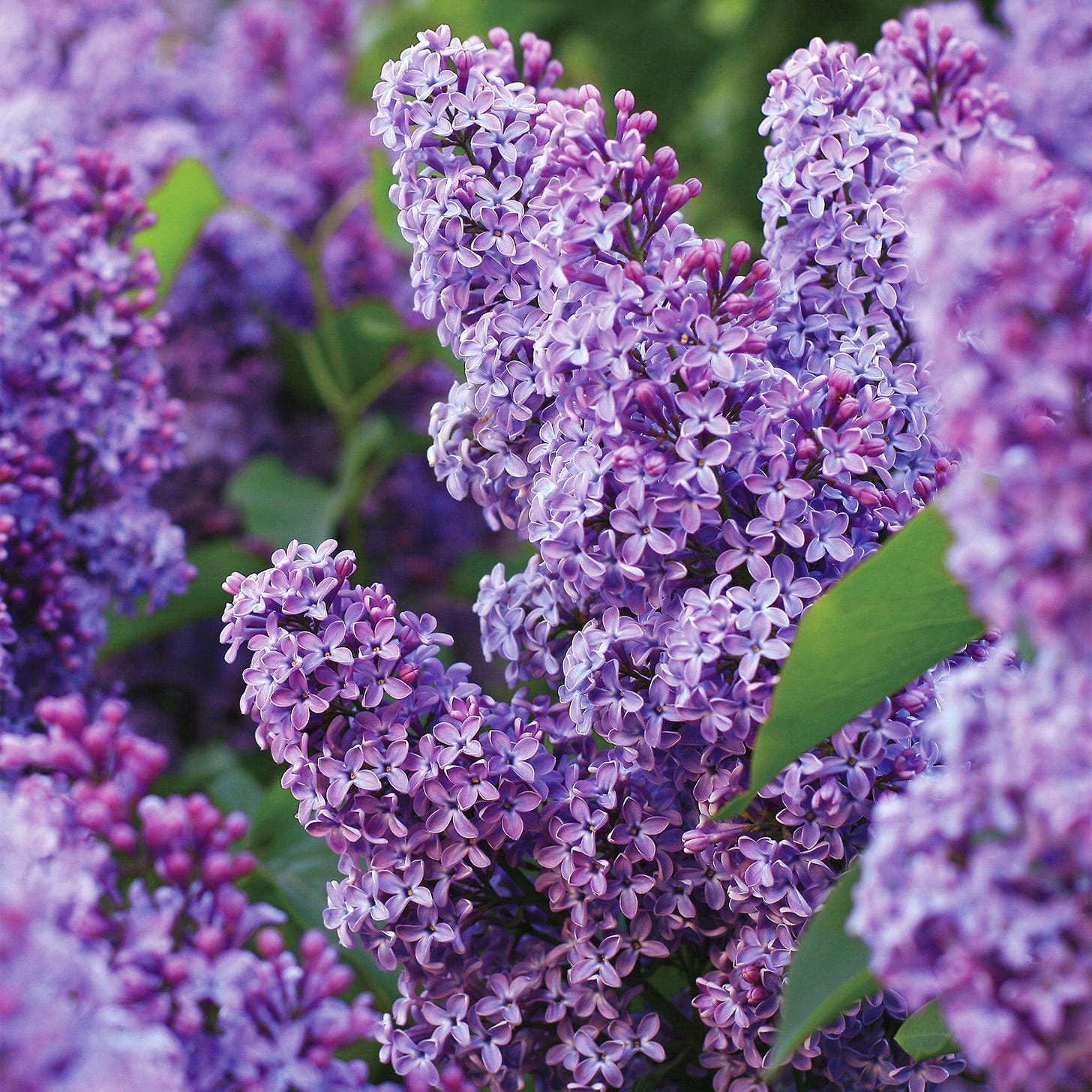 Garden State Bulb Common Lilac Flowering Shrub in 1 -Pack Bare root 1.0  -Pack with Purple Blooms