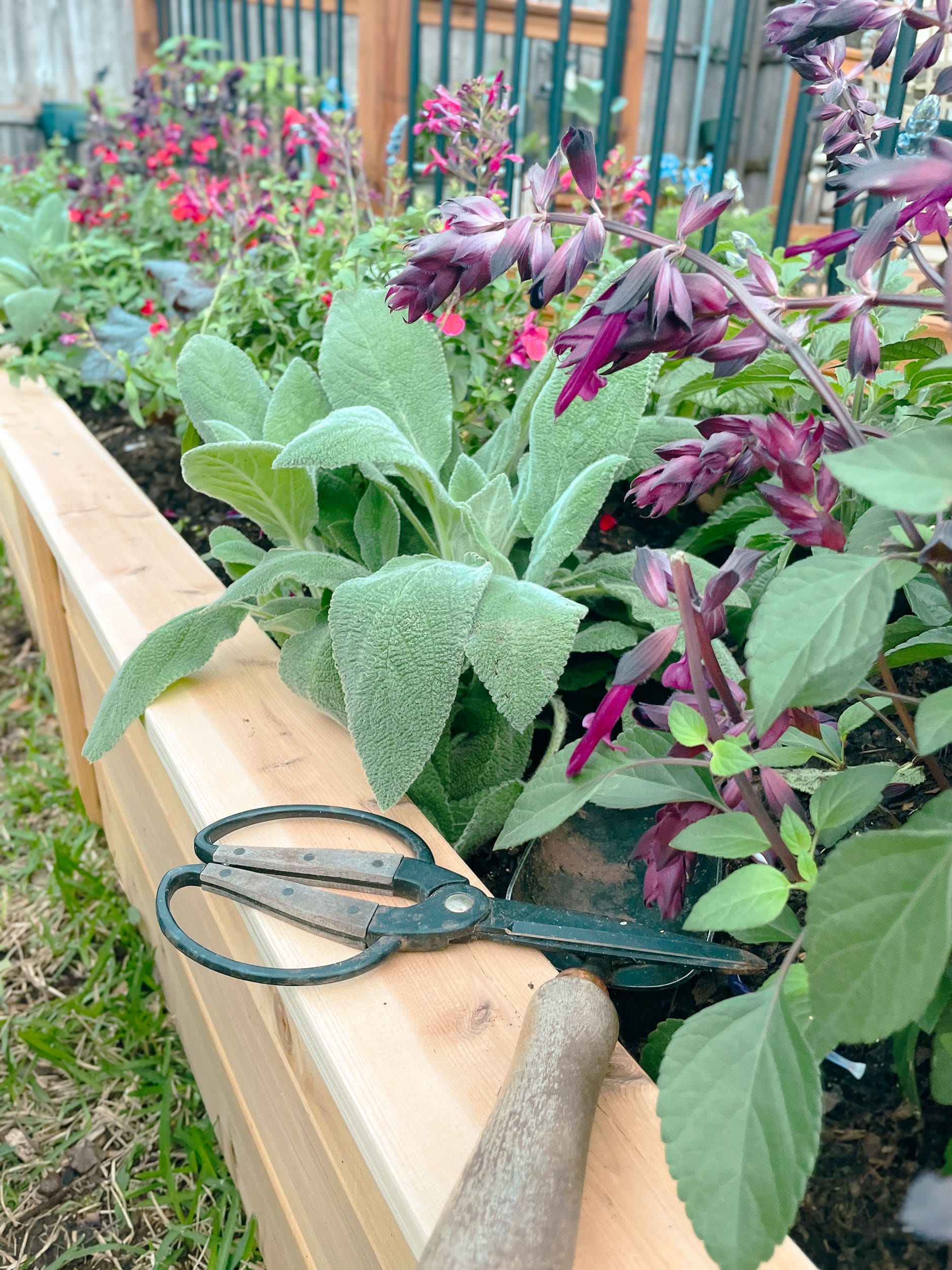 Top Reasons to Plant Salvias in Your Garden – Beauty, Resilience