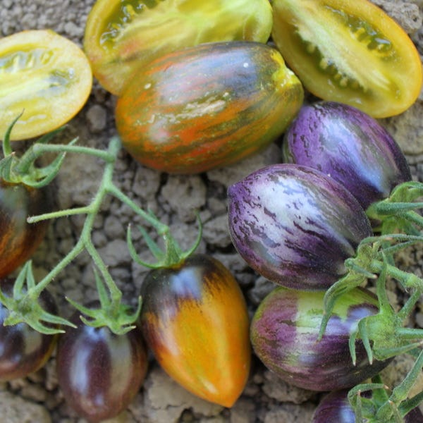 small colorful tomatoes