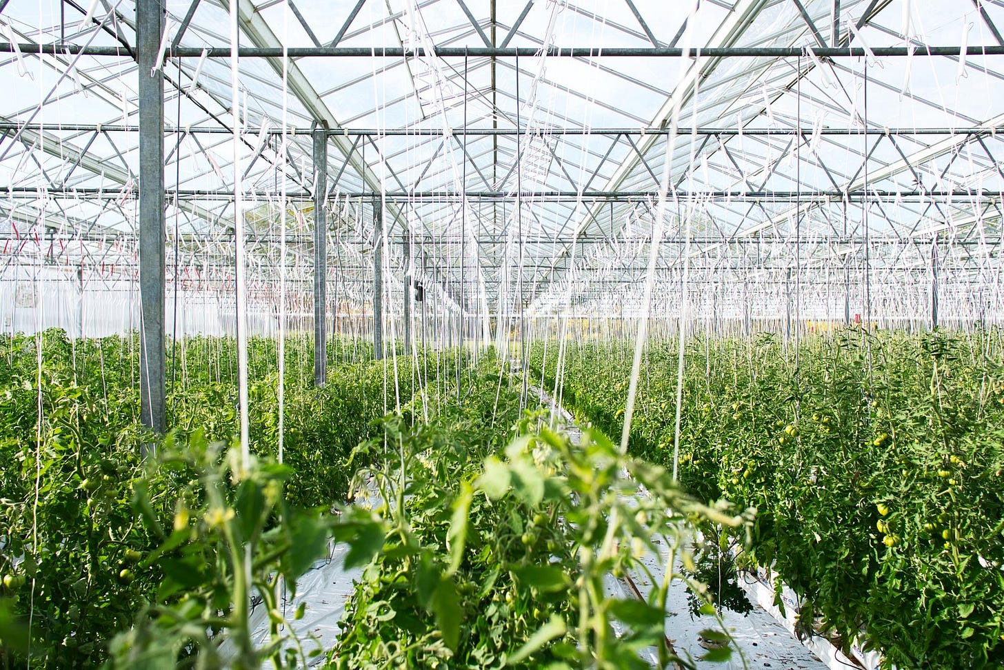 Heating costs add further threat to UK produce sector | News | The Grocer