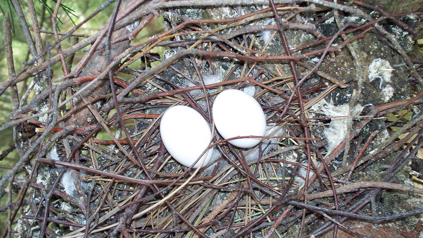 Wood_Pigeon_Nest_11-04-09_(3650871609)-2.jpg Wood_Pigeon_Nest_11-04-09_(3650871609)-2.jpg