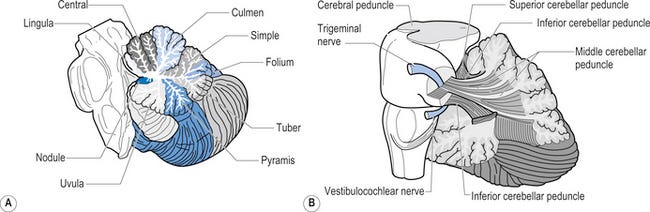 The cerebellum and vestibular system | Neupsy Key