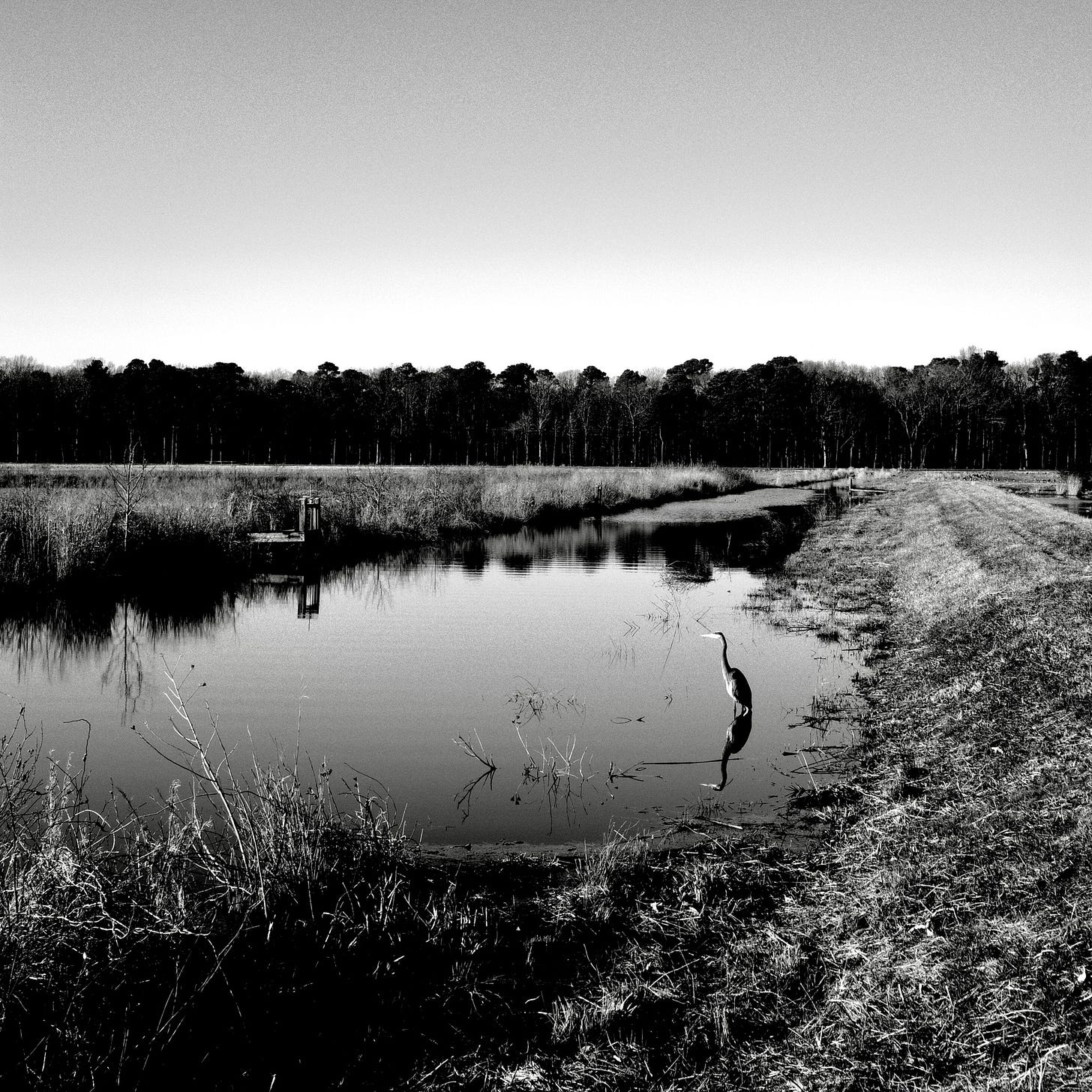A crane in a drainage water way looking for fish