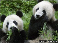 wolong pandas wolong pandas