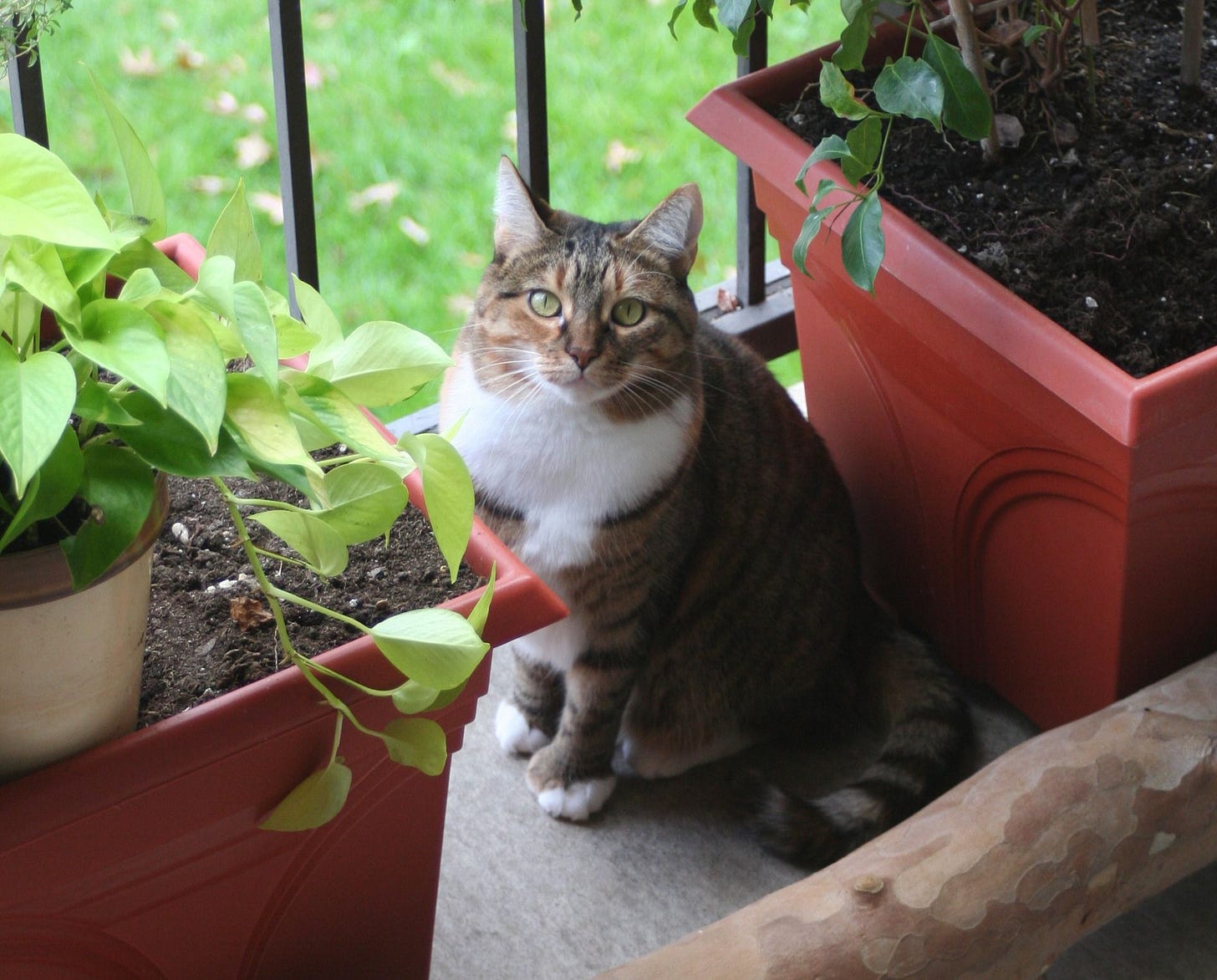 Bird is happily sitting on a balcony between two potted plants, looking calmly at us. There is a lawn of green grass in the background. Bird is happily sitting on a balcony between two potted plants, looking calmly at us. There is a lawn of green grass in the background.