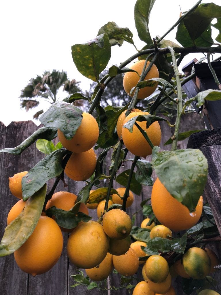 lemon tree lemon tree