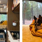 Do dogs need blankets and jackets and comfort?