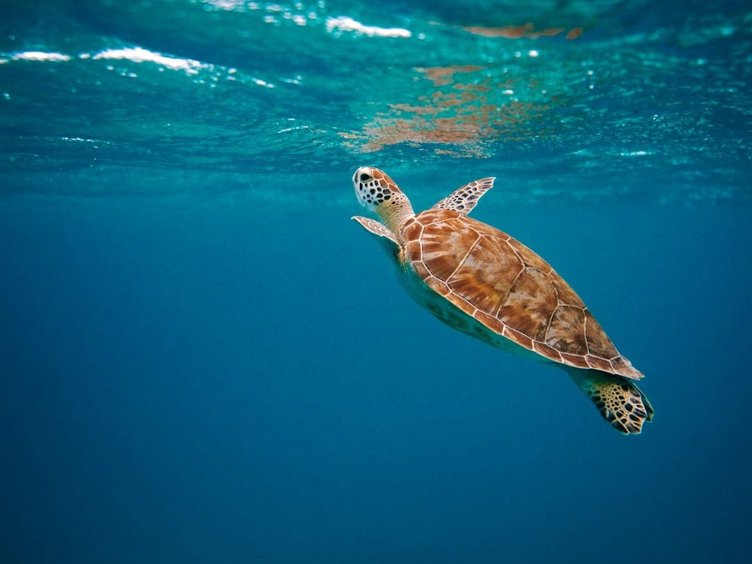 brown turtle in water during daytime