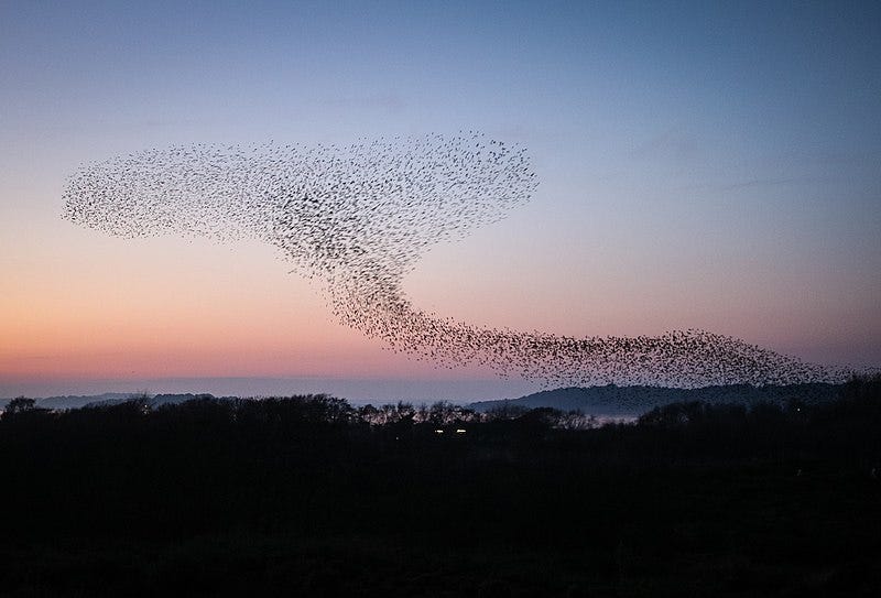File:Studland Starlings (209948269).jpeg File:Studland Starlings (209948269).jpeg