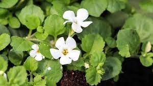 7 Emerging Benefits of Bacopa monnieri (Brahmi)
