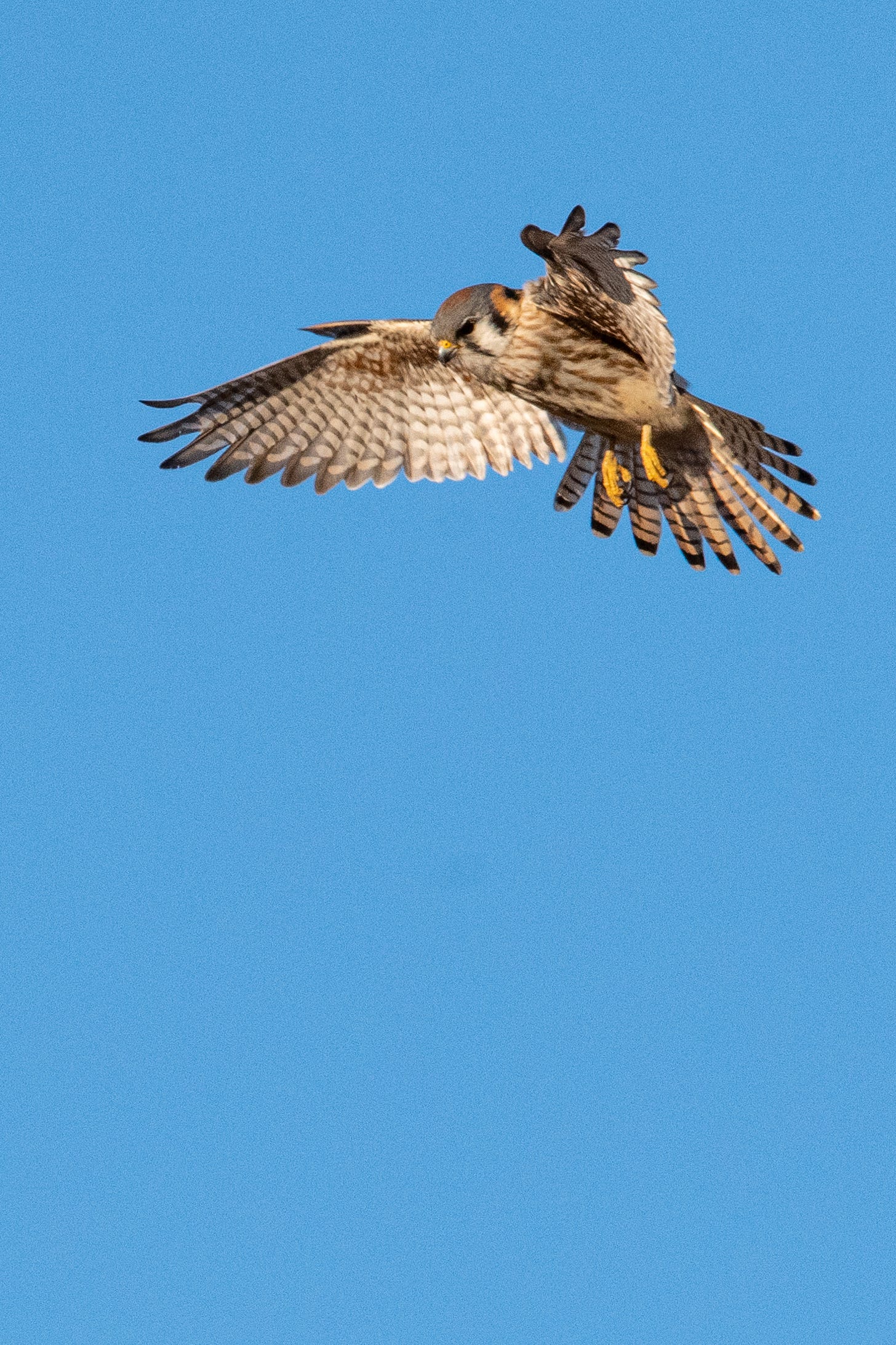 An American kestrel kiting (fluttering in one place in the air as it scans the field below for prey)