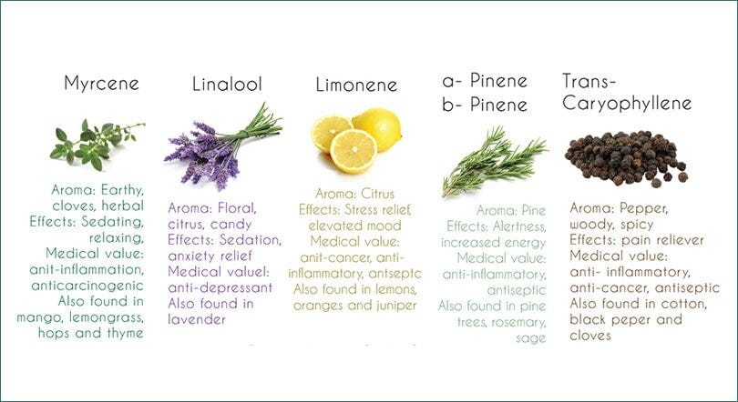 The 411 on Terpenes [CBD + Terpenes are Better Together] — Beauty Ecology