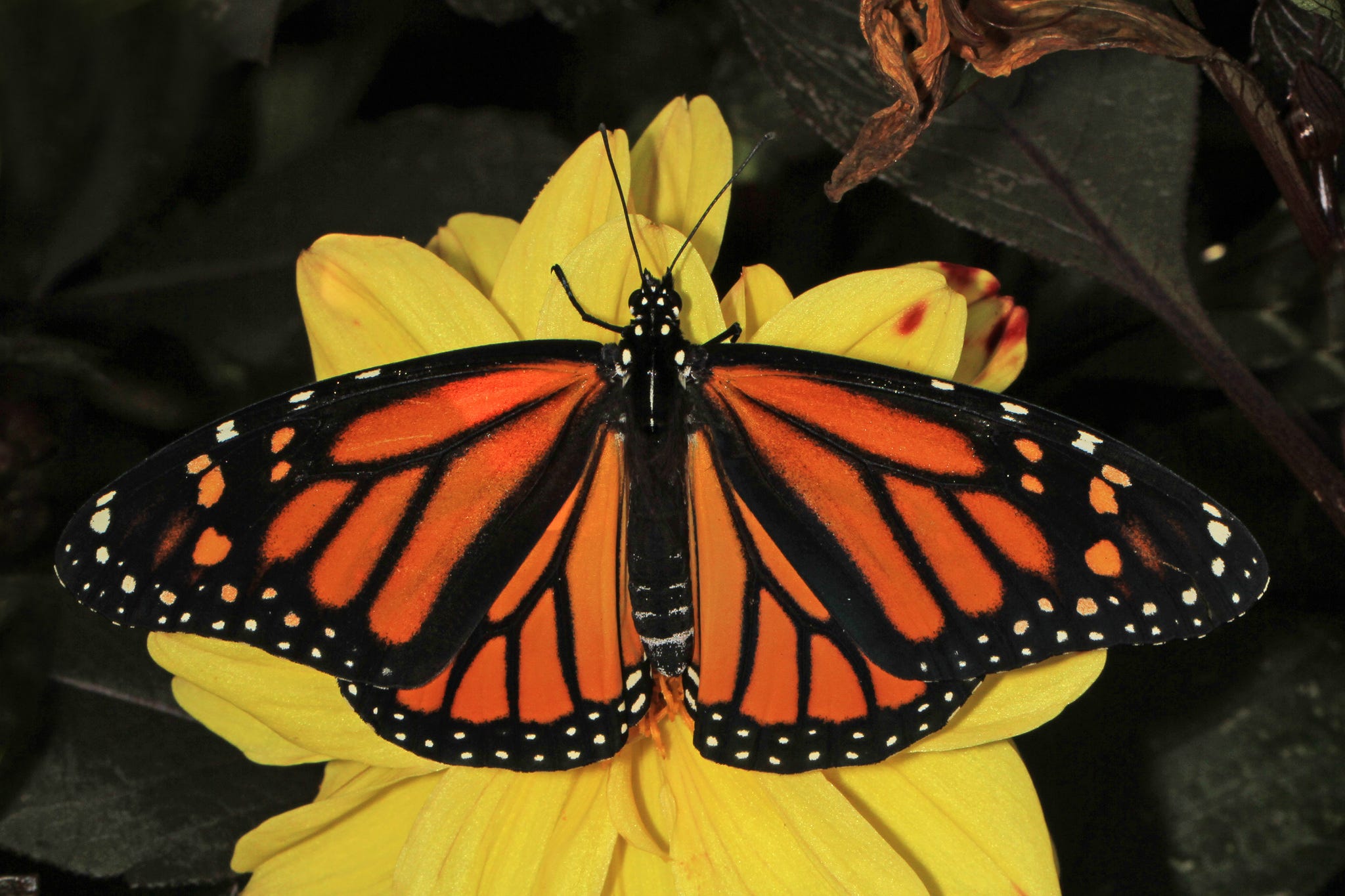 Artwork for the wanderer’s Substack