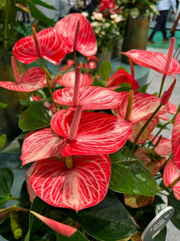 15 of the hottest new hort items - by Mr Plant Geek