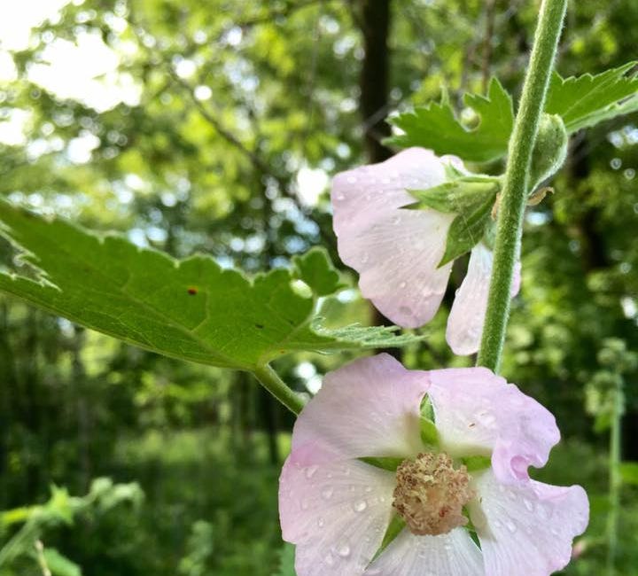Saving the Kankakee Mallow