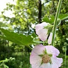 Saving the Kankakee Mallow