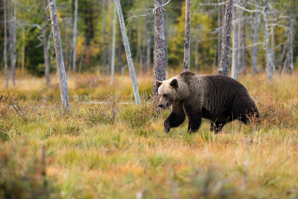 black bear near trees black bear near trees
