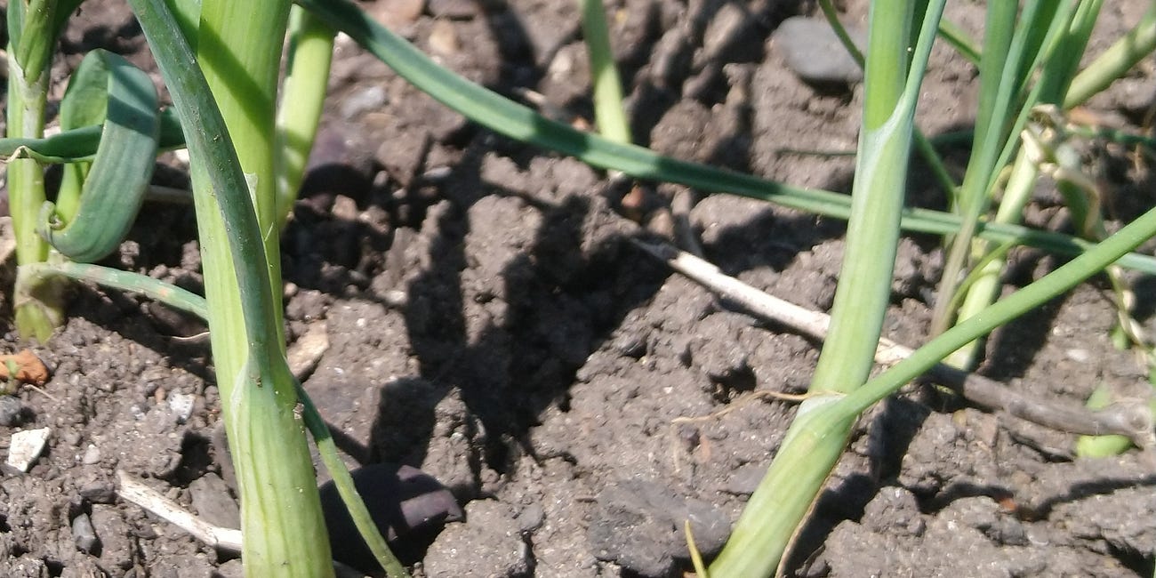 The HART Leeks (sic)