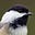 inersphobia's avatar