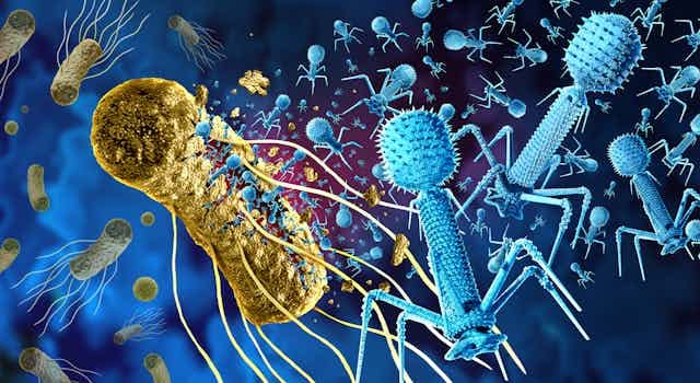 Phage and Bacteriophage replicating inside a pathogen as a virus that infects bacteria 