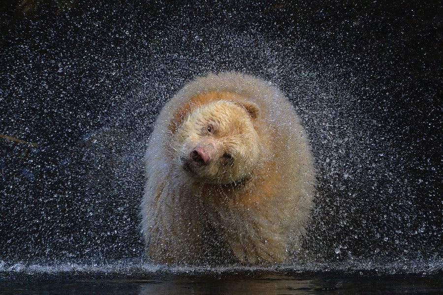 A white-furred black bear shakes water from its fur, droplets flying in every direction. A white-furred black bear shakes water from its fur, droplets flying in every direction.
