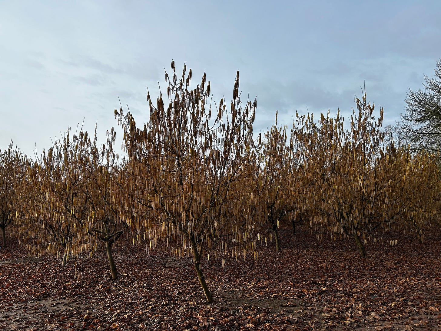 A grove of dry, sepia-toned hazelnut trees beneath a gray-blue sky