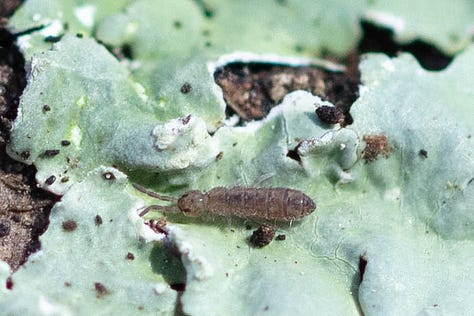 1. Sminthurus mencenbergae, a white globular springtail with brown lines. 2) Unknown elongate springtail with ornate yellow-ish tan and espresso brown back pattern. 3) Ptenothrix renateae, a dark brown globular springtail with a stunningly beautiful and ornate back pattern of intricate pale tan lines, and legs striped dark brown and light tan. 4. A cool spider, mostly white, with an interesting pattern on the abdomen of mostly dark brown. 5. A gray-ish elongate springtail on a turquoise ruffly lichen. 6. Tentatively IDed as Homidia sauteri, a pale, elongate springtail with dark brown lines and a coating of long fuzz on its body.
