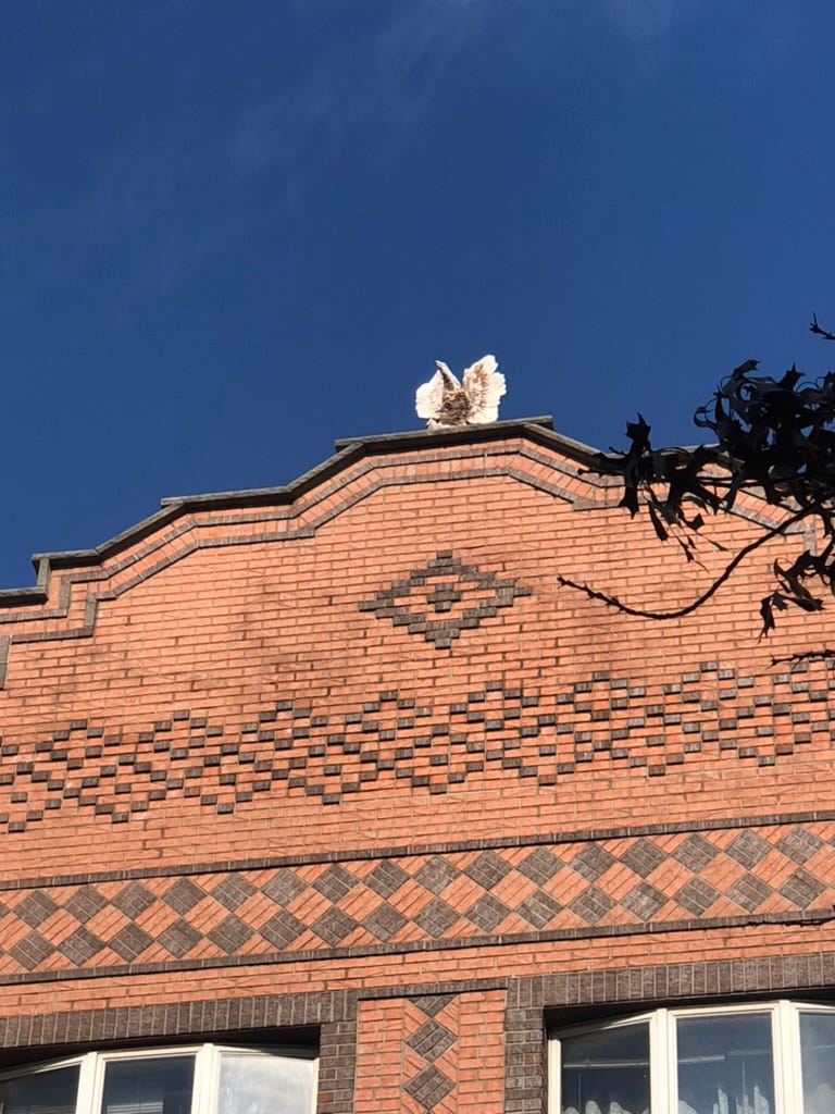 A cat sitting on a roof

Description automatically generated with low confidence