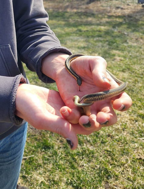Snakes can be called beautiful instead of scary if we reframe the narrative to positive! Thank you for keeping them safe.
