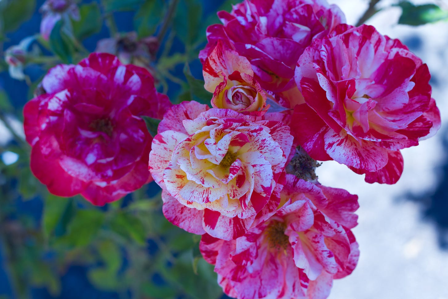 Roses in bloom at Morcom Rose Garden. Oakland, California, August 19, 2012. (Image source: Jo Shontz / Creative Commons)