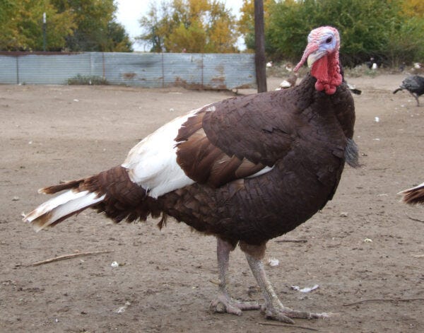 Bourbon Red Turkey