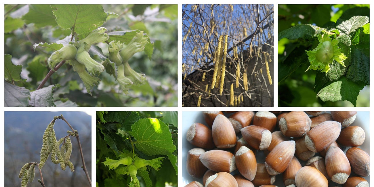 Hazelnut - she is the evoker of wisdom, vanguard regenerator of fire or ice scoured lands and beholder of the watery depths