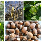 Hazelnut - she is the evoker of wisdom, vanguard regenerator of fire or ice scoured lands and beholder of the watery depths