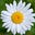 Daisy Alpert Florin's avatar