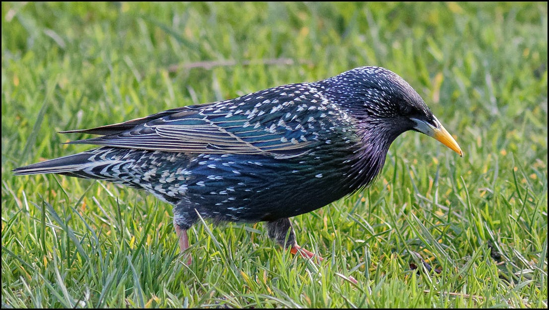Bird Lore: European Starling - My Edmonds News