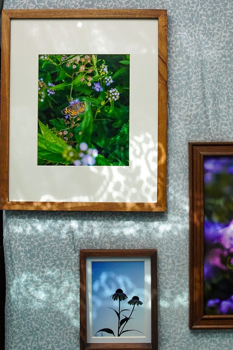 a variety of framed prints taken in the garden