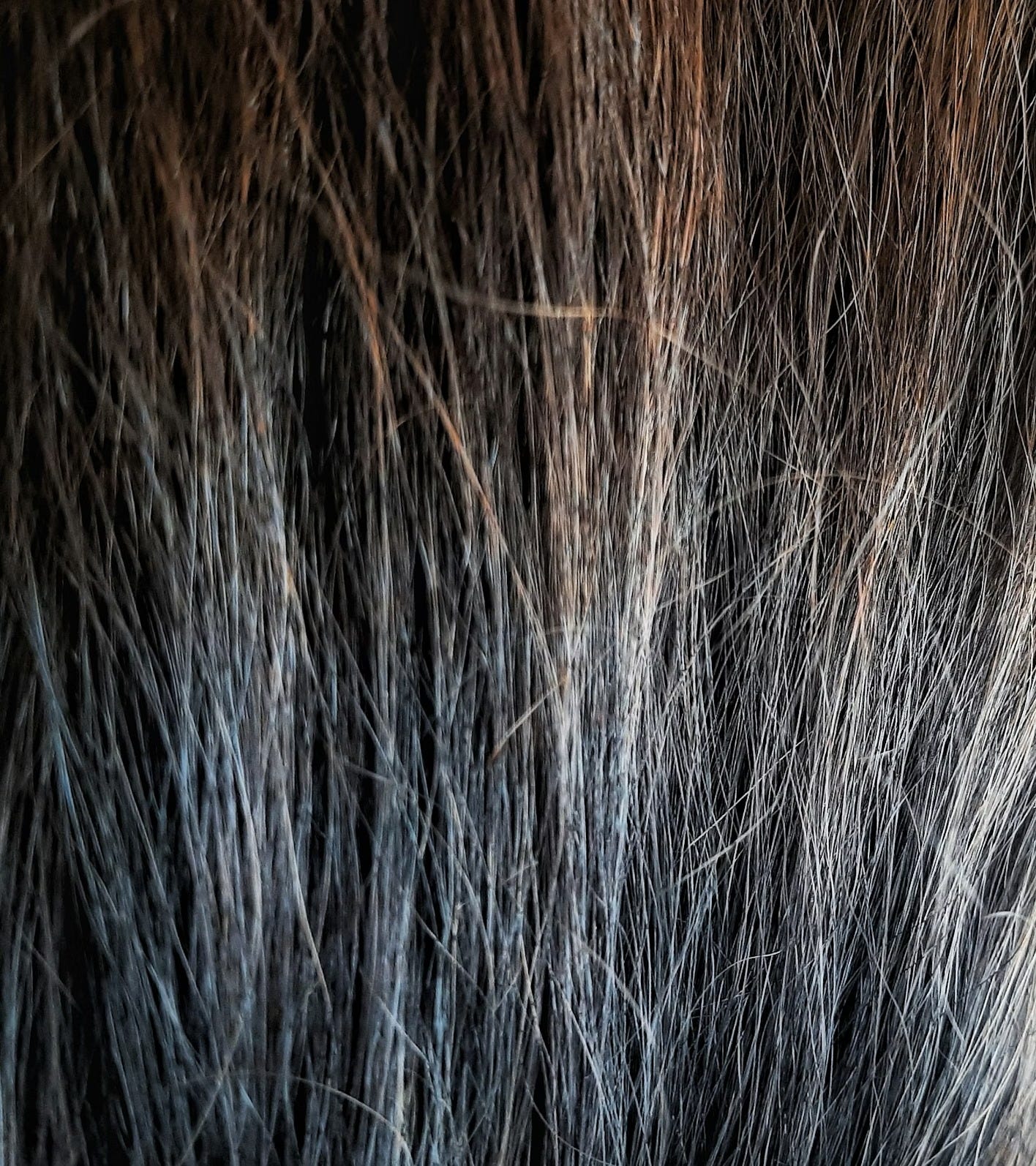 A close-up photo of hair transitioning from brown to grey.