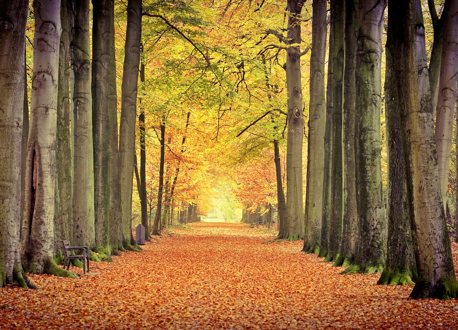 Allée bordée d'arbres hauts pleine de feuilles mortes