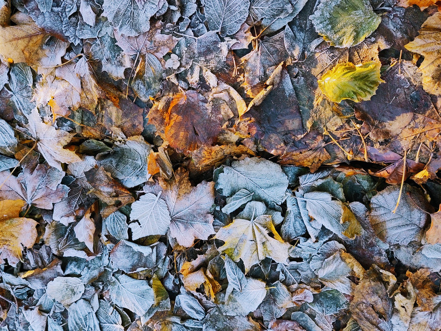 The ground is covered with fallen leaves. Some of the leaves are covered by frost, which creates a display of differing colors and it highlights some of the structures of the leaves. The ground is covered with fallen leaves. Some of the leaves are covered by frost, which creates a display of differing colors and it highlights some of the structures of the leaves.
