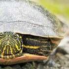 「一度、凍ります。」春に復活するカメの秘密