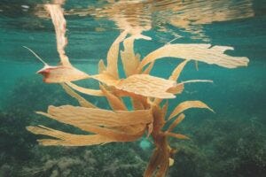 orange seaweed seen underwater