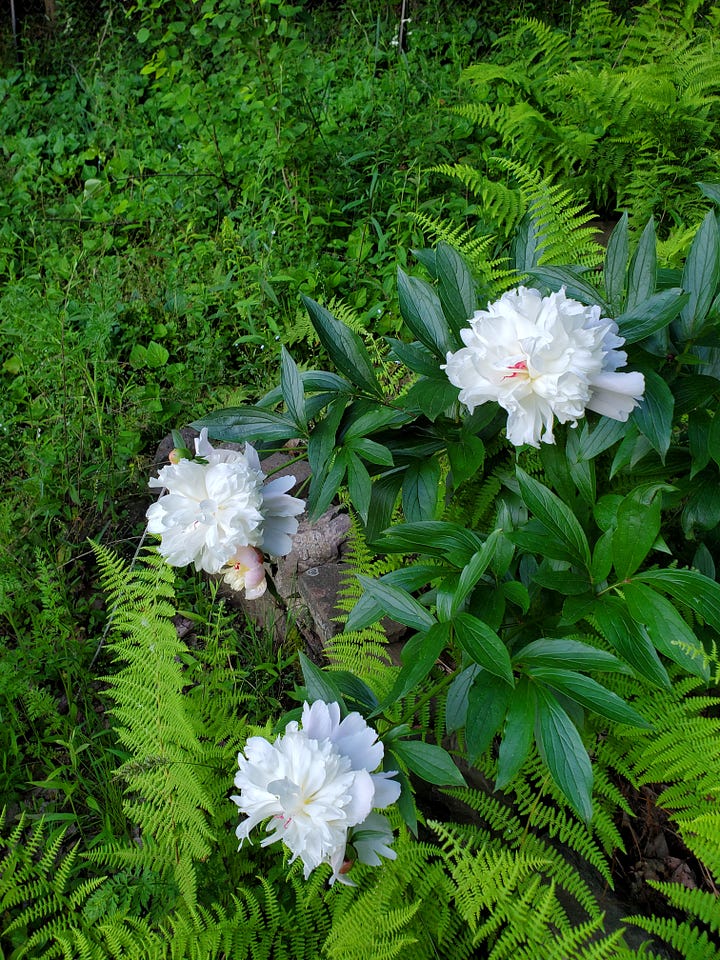 First photo: a peony plant with three large white blooms, surrounded by ferns. Second photo: a close-up of two of the blooms that Jon cut for me to bring inside.