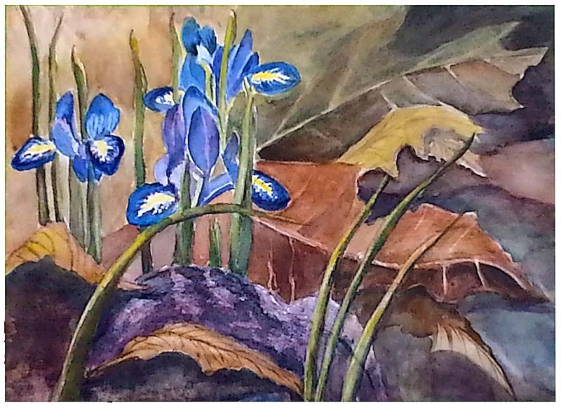 Blue Dutch irises growing through dry leaves