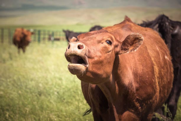 500+ Cows Mooing Stock Photos, Pictures & Royalty-Free Images - iStock |  Dairy on the breakfast table