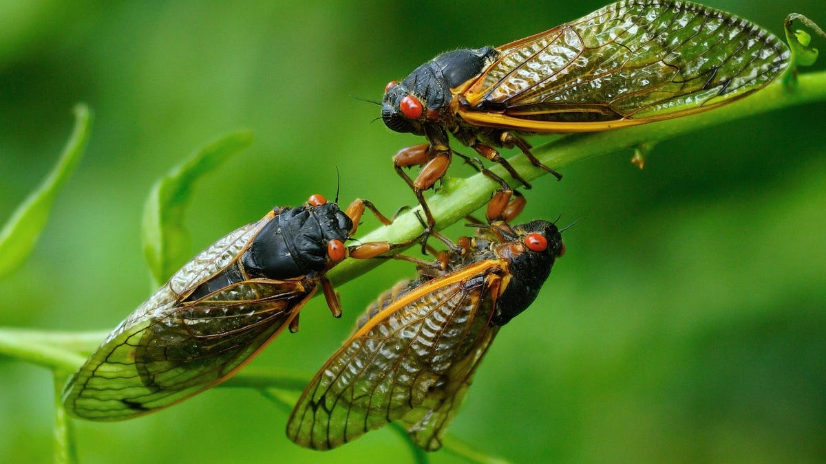 ISSUE #25: Cicadas Are Coming - by Emma Stefansky