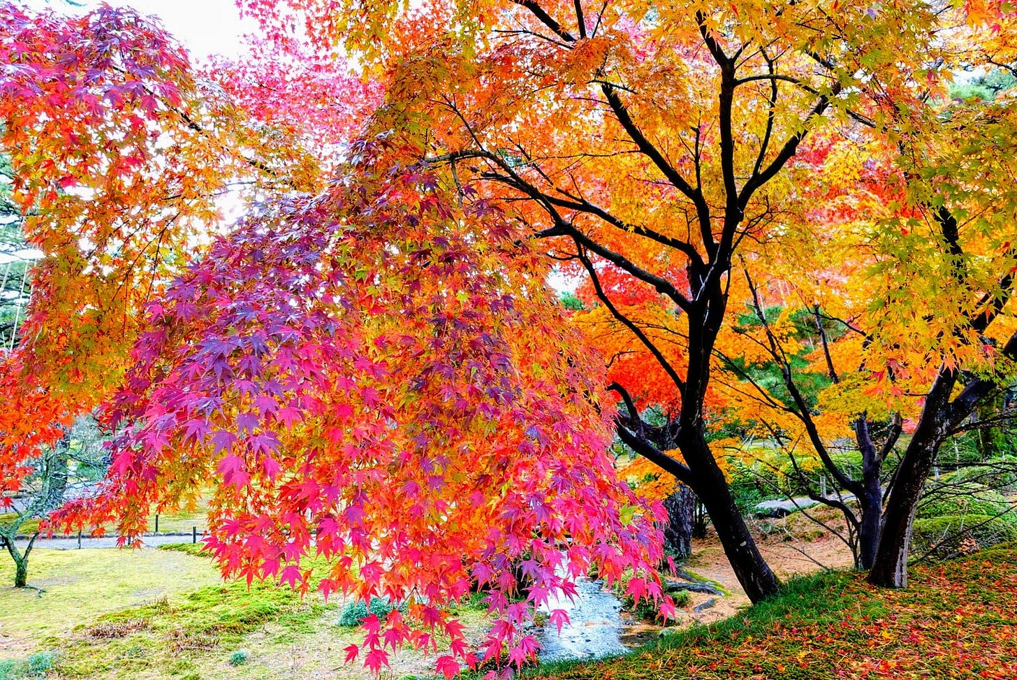 兼六園的紅葉美景