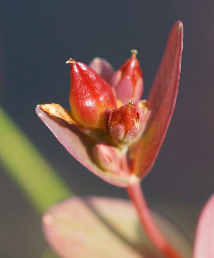 Close-up of Marsh St Johnswort (Hypericum fraseri) flower
