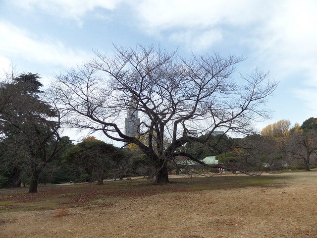 Bare Tree in Shinjuku Gyoen Garden Bare Tree in Shinjuku Gyoen Garden